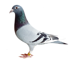 animals & Birds free transparent png image.