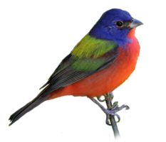 animals & birds free transparent png image.