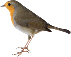 animals & Birds free transparent png image.