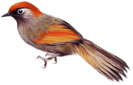 animals & Birds free transparent png image.