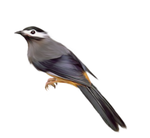 animals & birds free transparent png image.