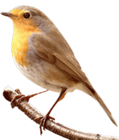 animals & Birds free transparent png image.