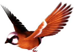 animals & birds free transparent png image.