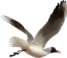 animals & Birds free transparent png image.