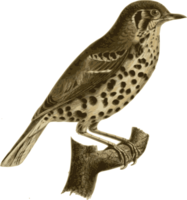 animals & Birds free transparent png image.