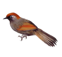 animals & birds free transparent png image.