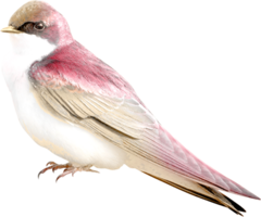 animals & birds free transparent png image.