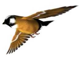 animals & birds free transparent png image.