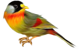 animals & Birds free transparent png image.