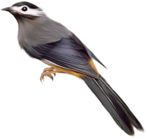 animals & birds free transparent png image.