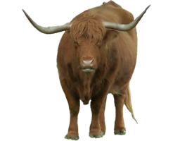 animals & bison free transparent png image.