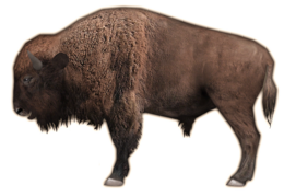 animals & bison free transparent png image.