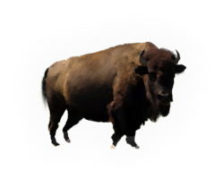 animals & bison free transparent png image.