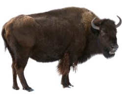 animals & bison free transparent png image.