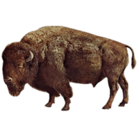 animals & Bison free transparent png image.