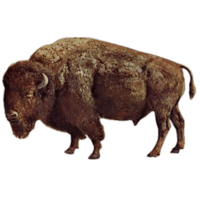 animals & bison free transparent png image.