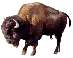 animals & bison free transparent png image.