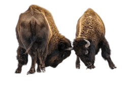 animals & Bison free transparent png image.