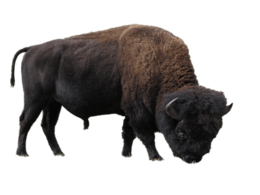 animals & bison free transparent png image.