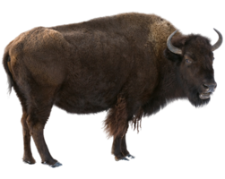 animals & bison free transparent png image.