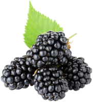 fruits & Blackberry free transparent png image.