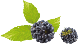 fruits & blackberry free transparent png image.