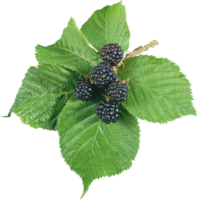 fruits & Blackberry free transparent png image.