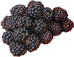 fruits & blackberry free transparent png image.