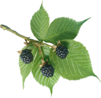 fruits & Blackberry free transparent png image.