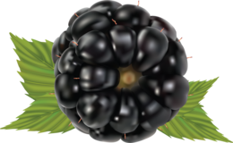 fruits & blackberry free transparent png image.