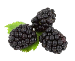 fruits & blackberry free transparent png image.