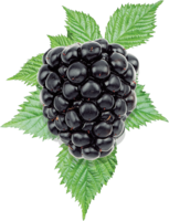 fruits & blackberry free transparent png image.