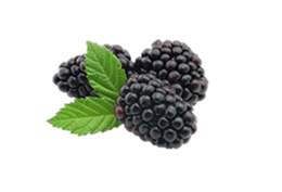 fruits & blackberry free transparent png image.