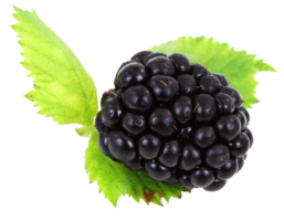 fruits & blackberry free transparent png image.