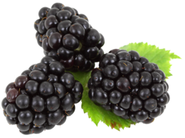 fruits & Blackberry free transparent png image.