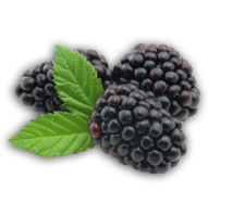 fruits & blackberry free transparent png image.