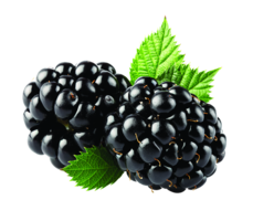 fruits & Blackberry free transparent png image.