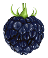 fruits & blackberry free transparent png image.