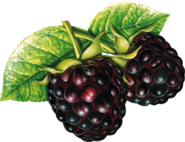 fruits & Blackberry free transparent png image.