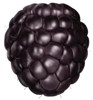 fruits & blackberry free transparent png image.