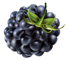 fruits & Blackberry free transparent png image.