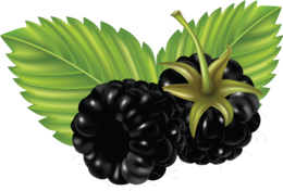 fruits & blackberry free transparent png image.