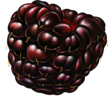 fruits & blackberry free transparent png image.