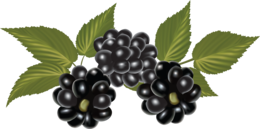 fruits & Blackberry free transparent png image.