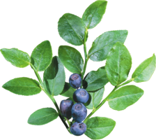 fruits & blueberries free transparent png image.