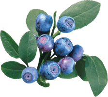 fruits & Blueberries free transparent png image.