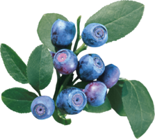 fruits & blueberries free transparent png image.