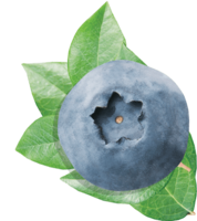 fruits & blueberries free transparent png image.