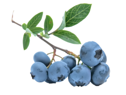 fruits & blueberries free transparent png image.