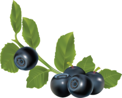 fruits & blueberries free transparent png image.